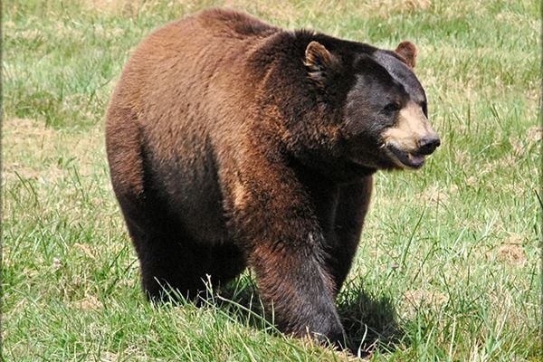  دب الأسكا البني Alaskan Brown Bear 0_695352022